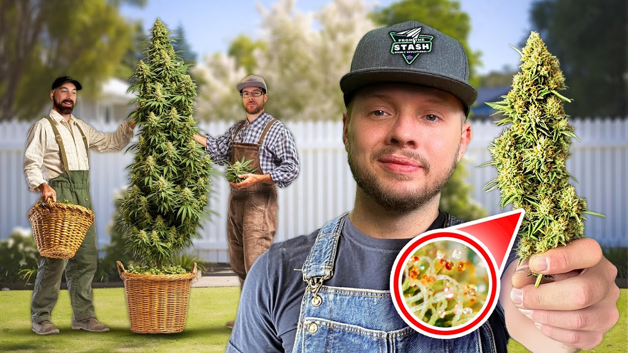 Pro Tips for Harvesting, Drying & Curing Cannabis | From The Stash: Highly Educational Ep. 9