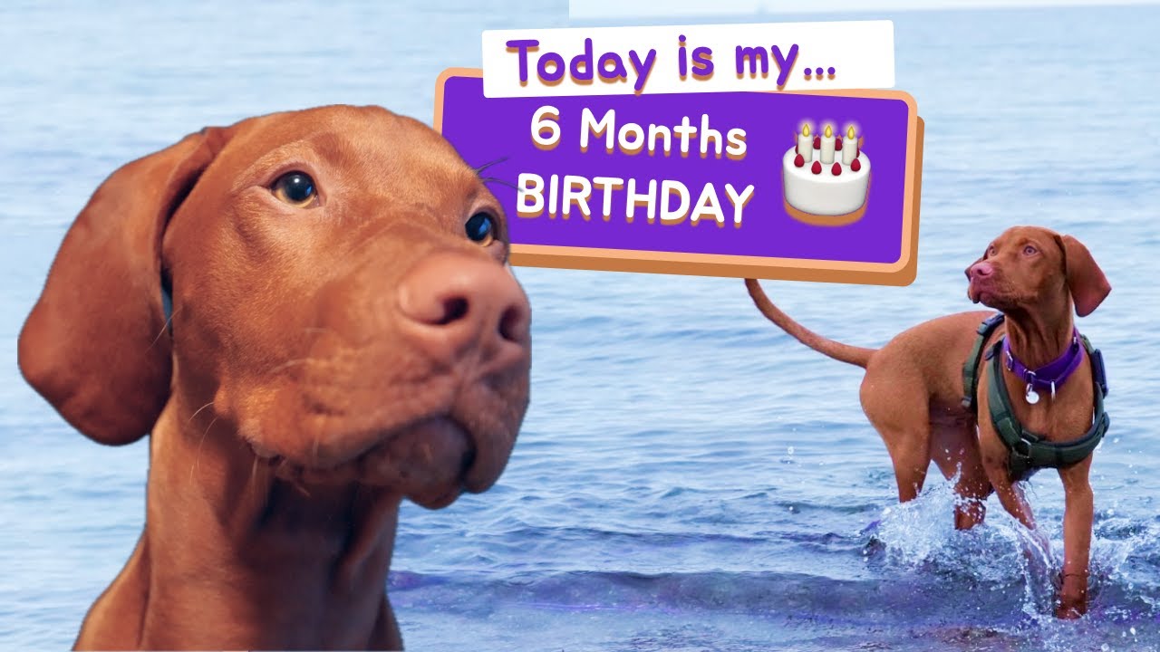 24 hours with a Vizsla