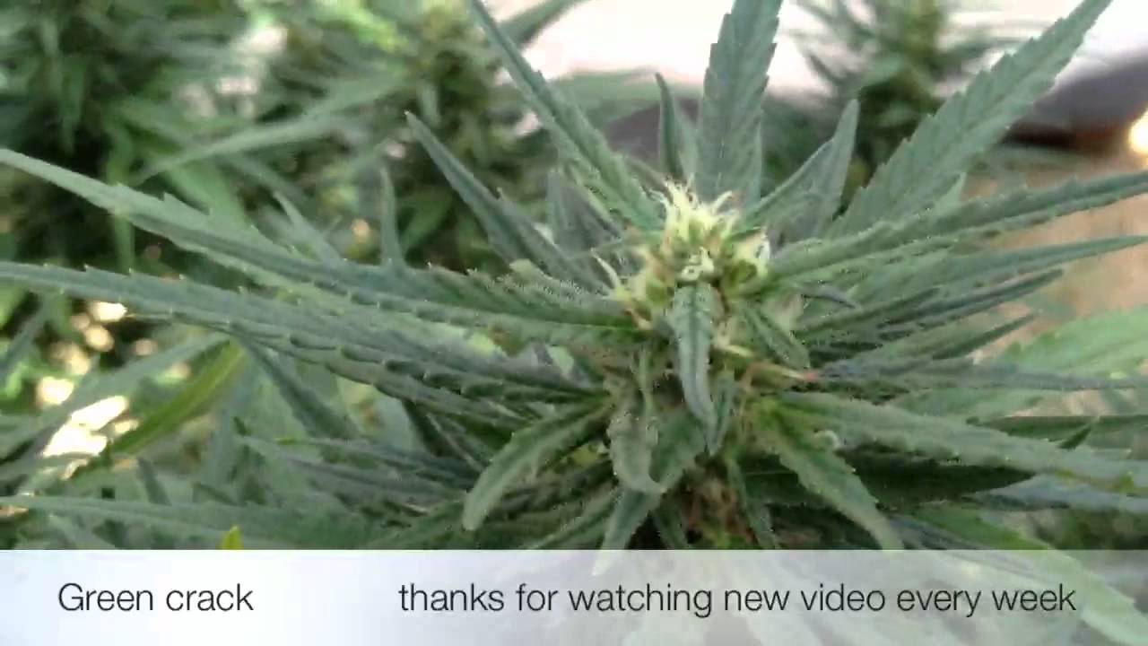 Marijuana Plants Week Six (day 41)