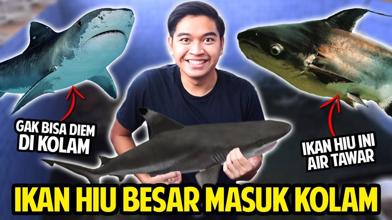 IKAN HIU AIR TAWAR BESAR MASUK KOLAM AKU! GAK BISA DIEM DI KOLAM! GENGHIS KHAN! PAROON SHARK!