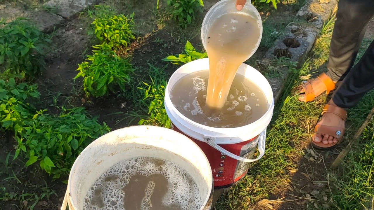 DIY Jadam Fertilizer: Boost Your Garden with Potatoes and Microbes