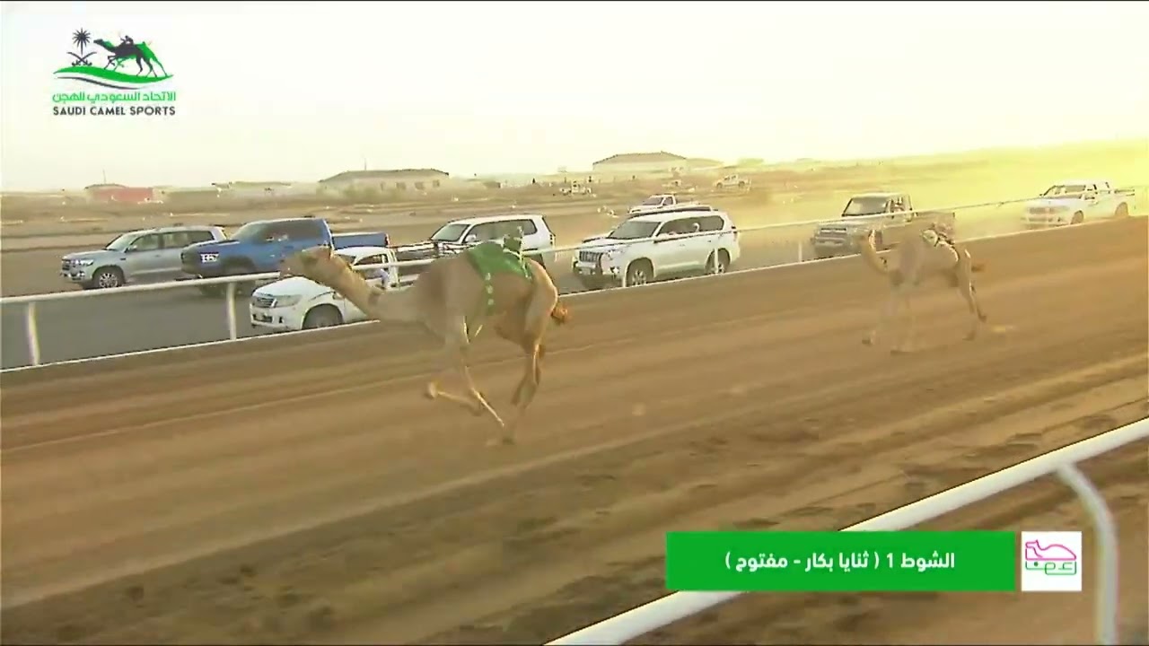 الشوط 1 ثنايا بكار مفتوح الجمعة 19-07-2024 من  #سباقات_موسم_الطائف 2024