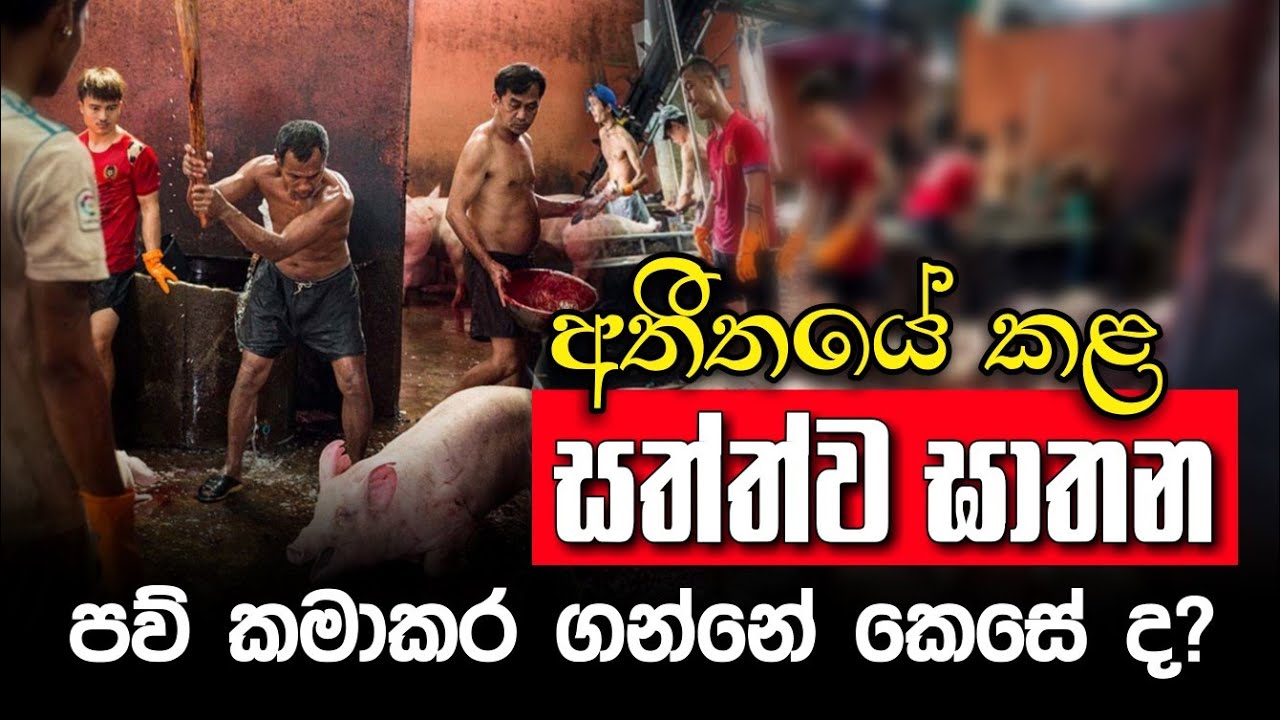 අතීතයේ කළ සත්ත්ව ඝාතන, පව් කමා කරගන්නේ කෙසේ ද​? | Daham Atuvawa