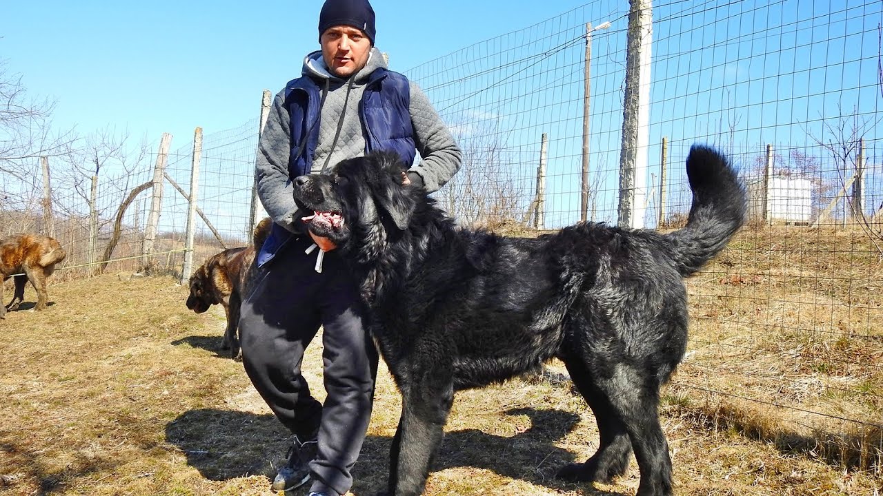 ZAGAN, BESTIA NEAGRA CARE NE- A ULUIT PRIN MARIME! CIOBANESC ROMANESC COMPARABIL CU GREUCEANU.