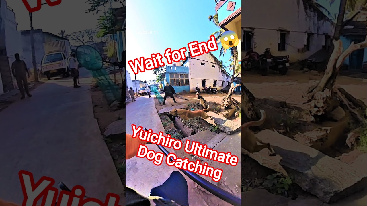 Yuichiro Unlimited Dog Catching#yuichiro #dog #dogwithpublicsafety #ytviral #pets #dogshorts #shorts
