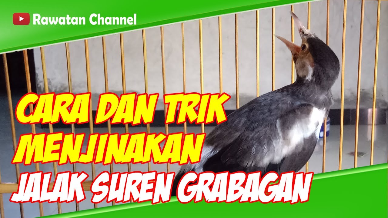 Cara Dan Trik Menjinakkan Burung Jalak Suren Yang Grabagan