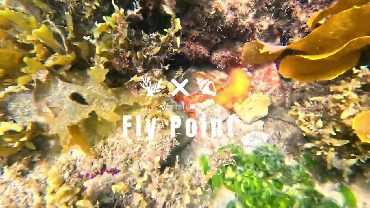 Fly Point Snorkel