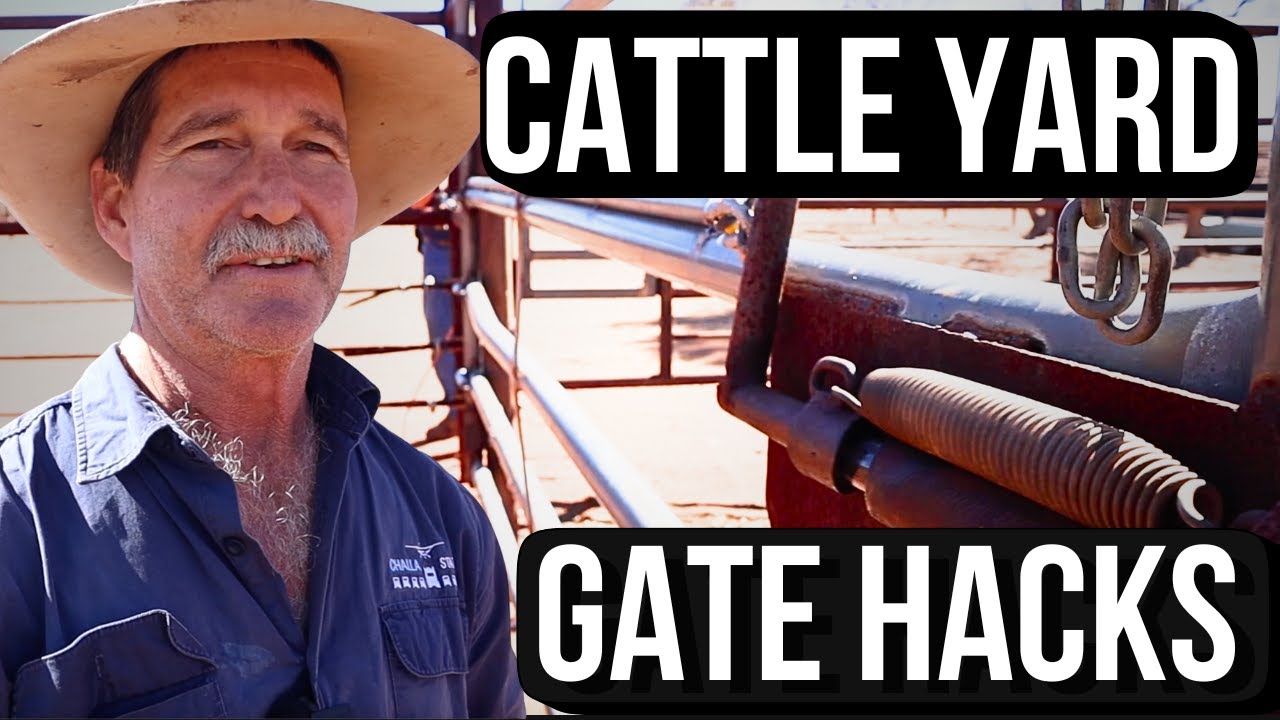 Safe Low Stress Cattle Yard Gates