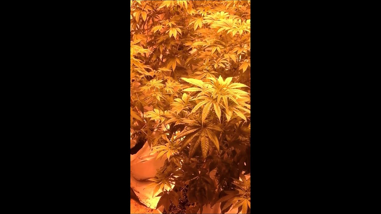 Grow with me Jayson May #jaysonmay Atmosphere lounge. nothing for sale.