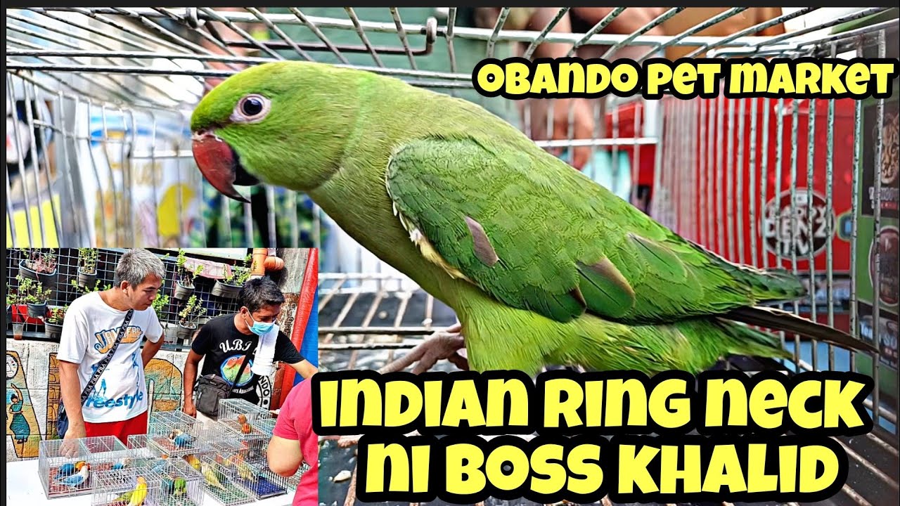 obando pet market#indian ringneck ni boss Khalid#crimino OPA ni boss Elias👍😱😁