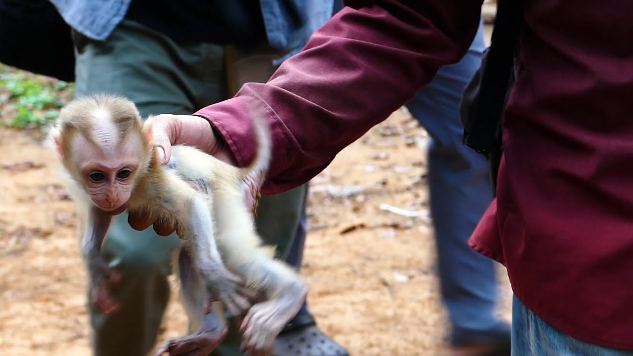 Rescue teams saved baby Lucy from big male monkey to reunite her mother, Lucy got rescued meet mom