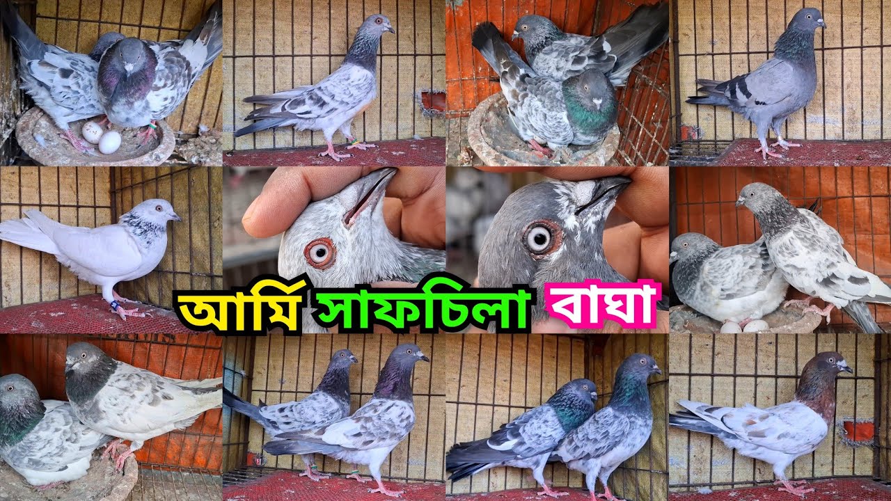 ডিম বাচ্চা সহ কম দামে পাল্লা কর গিরিবাজ কবুতর কিনুন। আর্মি,বাঘা,সিলভার,সুন্দরী, সাফচিলা,খয়রাগলা। 