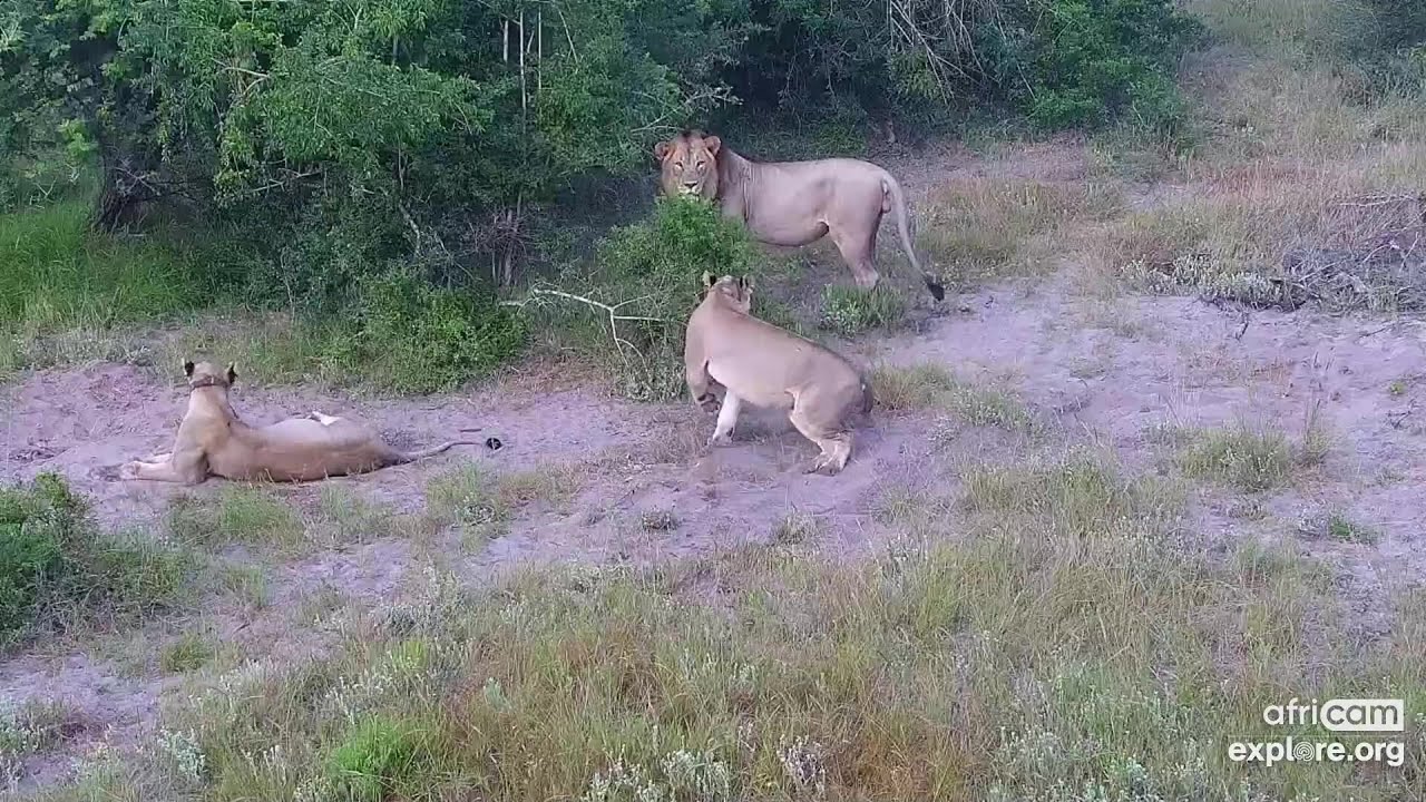 Lions: Start ot a mating session, part1. Tembe: Jan 20 2023,  daytime, explore.org