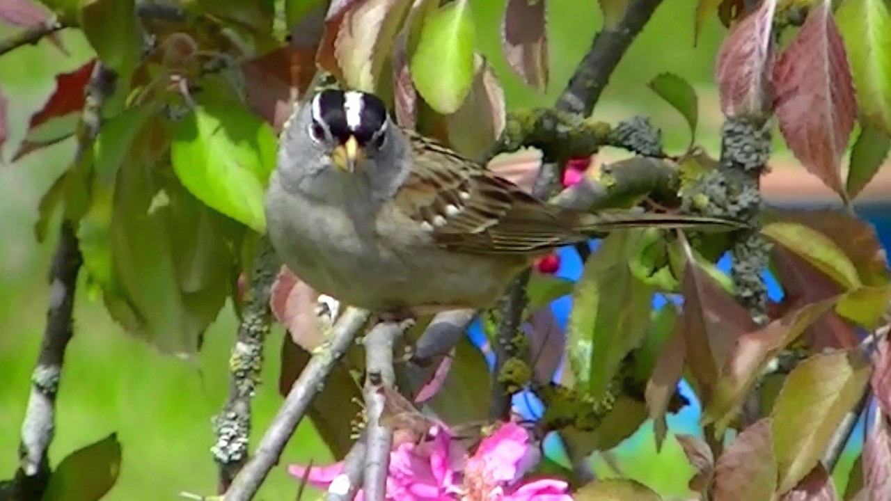 IECV NV #829 - 👀 White Crowned Sparrows And House Sparrows Eating Seeds And Exploring 🐤4-25-2019