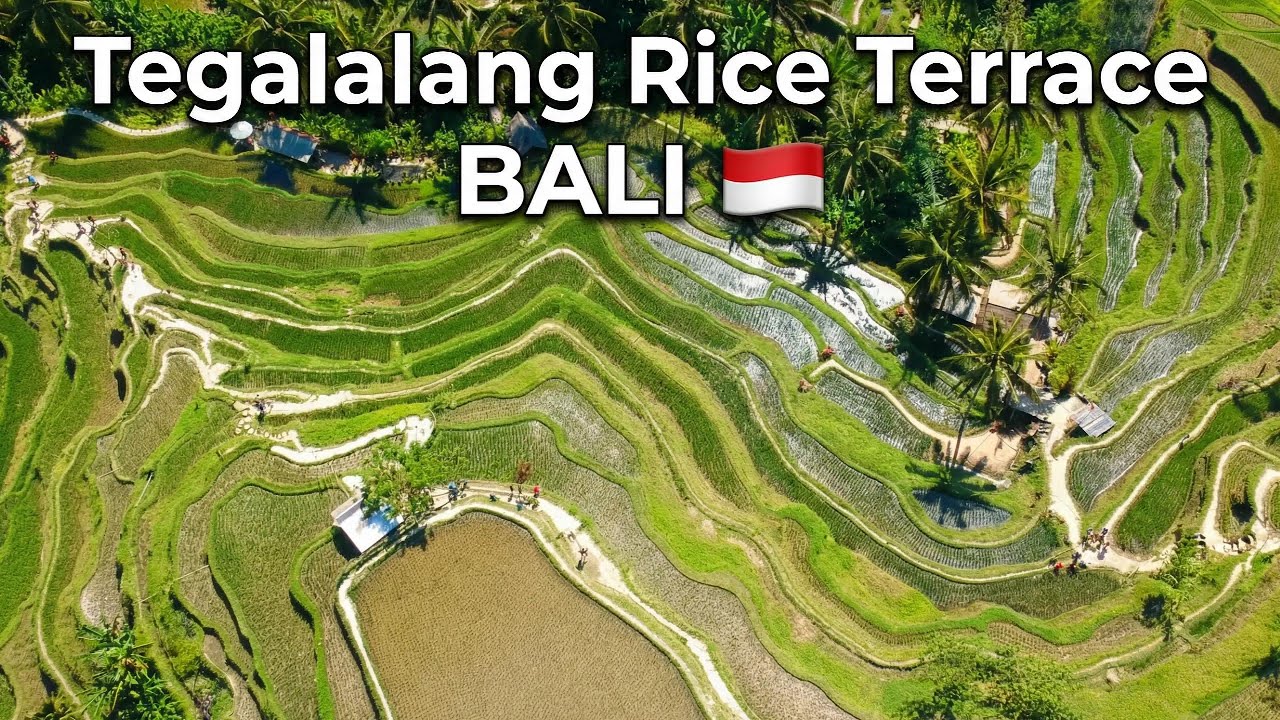 Tegalalang Rice Terrace Bali 🇮🇩 |Everything You Need to Know (2026 Guide)
