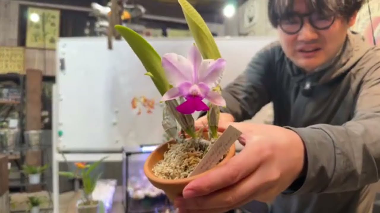 大好評！ハヤトと社長の蘭勉強会ライブ