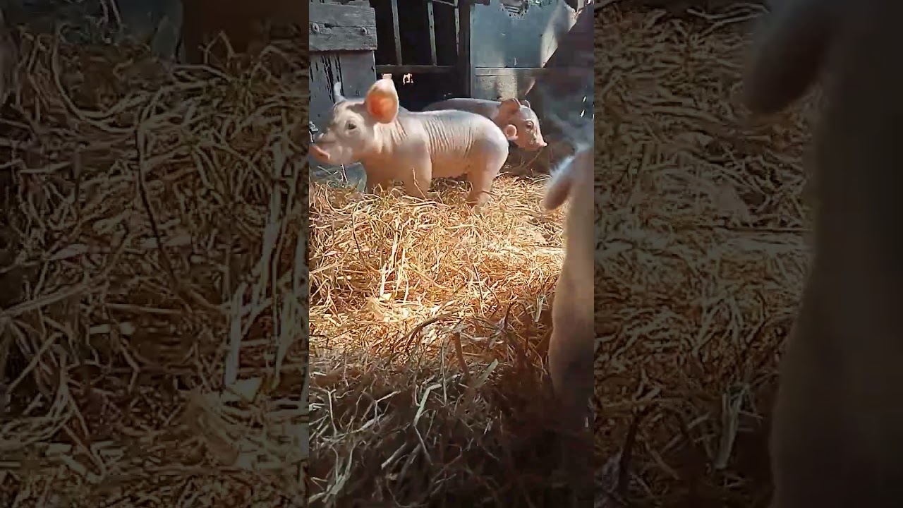 #pig