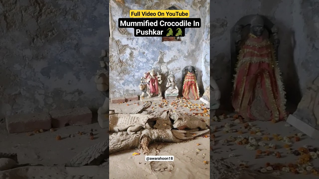 Mummified Crocodile only at pushkar #shorts #youtubeshorts #viral #rajasthan #pushkar #pushkarlake