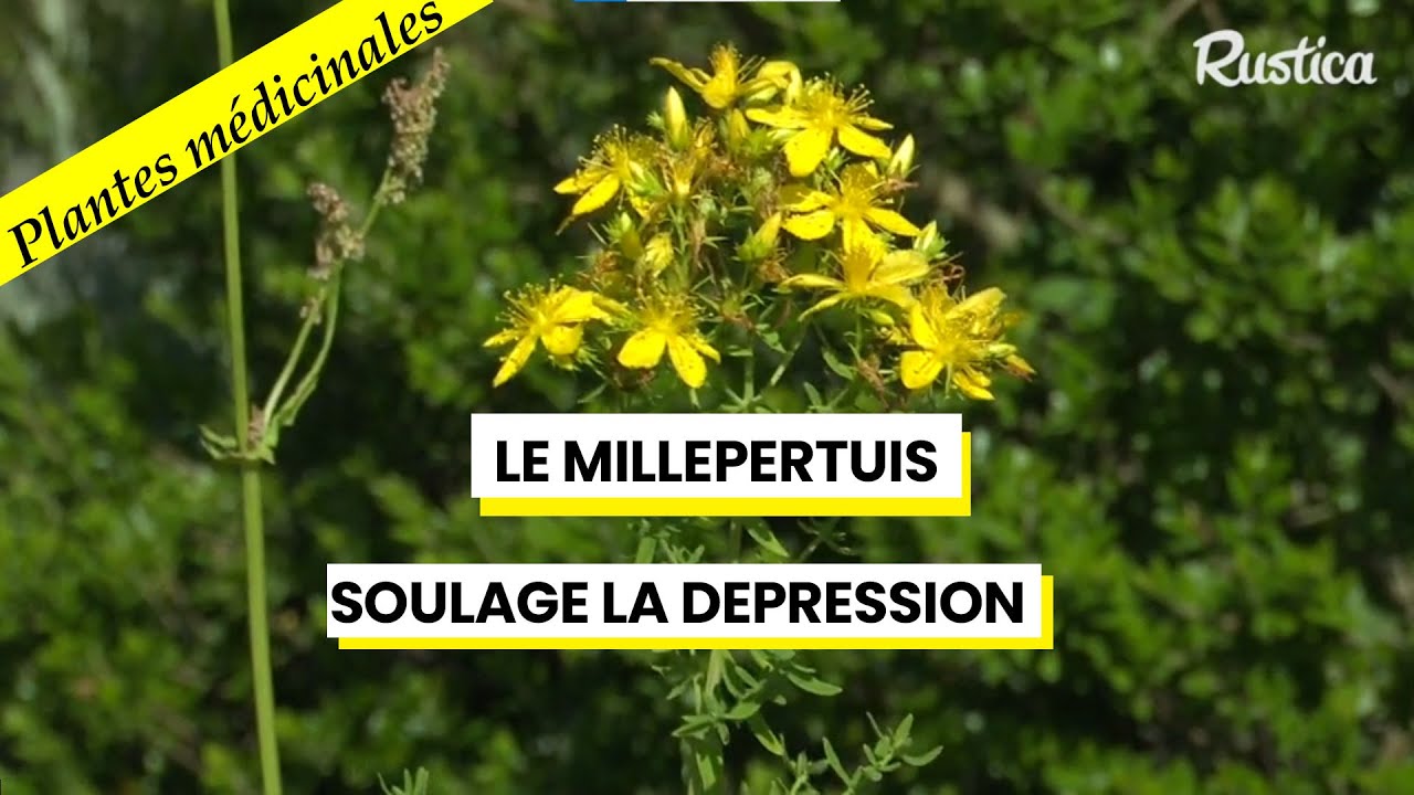 Le millepertuis,  pour soulager la dépression