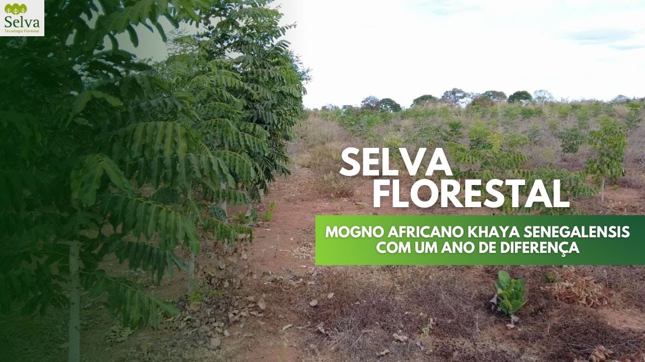 MOGNO AFRICANO KHAYA SENEGALENSIS COM UM ANO DE DIFERENÇA