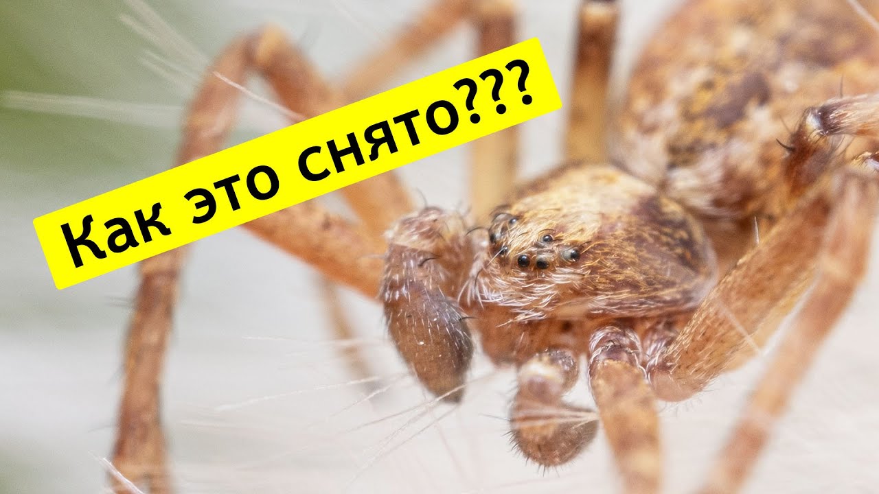 КАК СНИМАЮТ МАКРОФОТОГРАФИИ?
