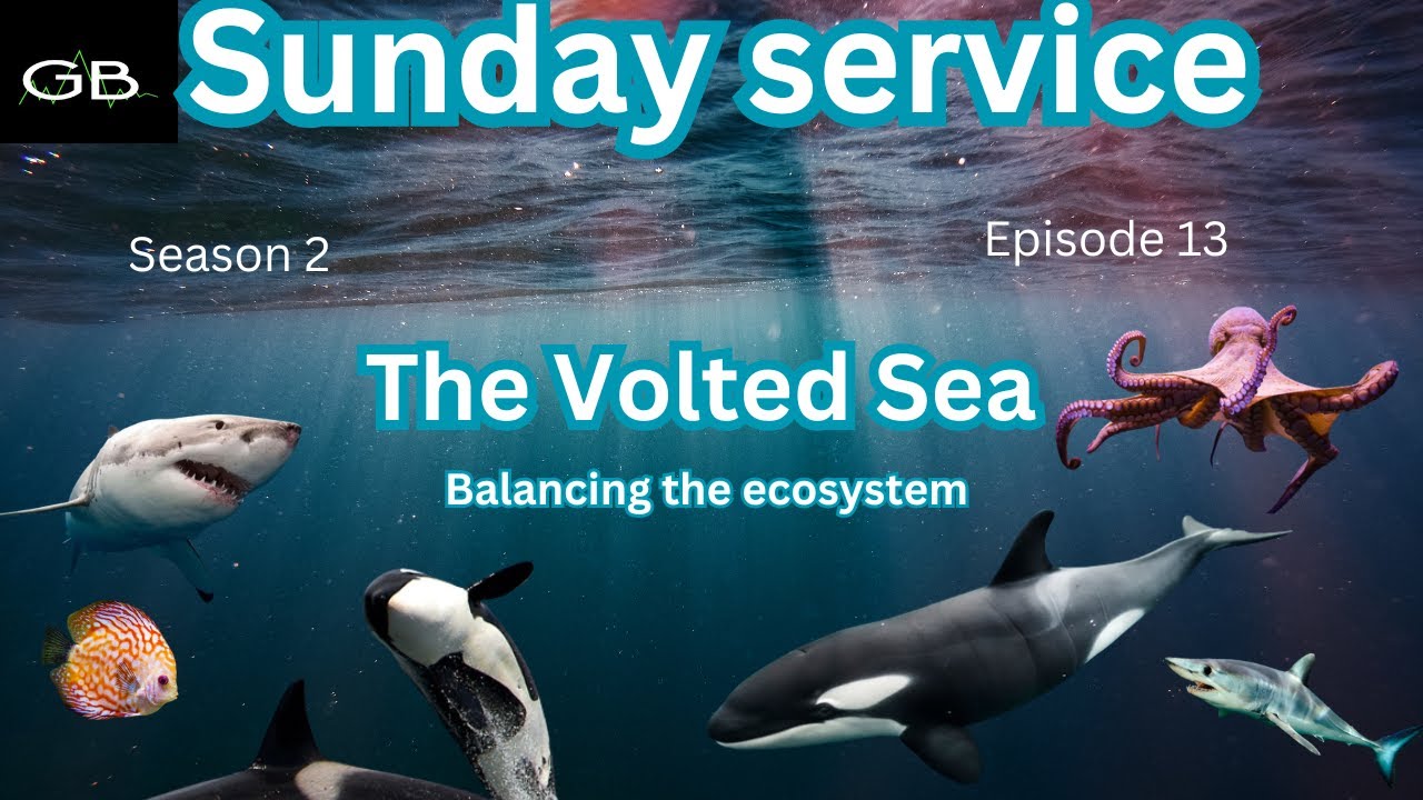 Volt Inu: Sunday Service | Balancing the ecosystem