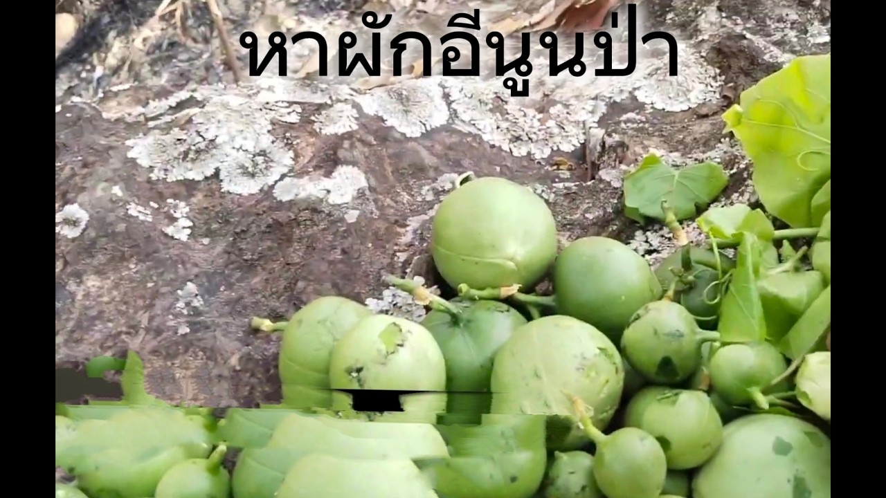 หาผักอีนูนป่า