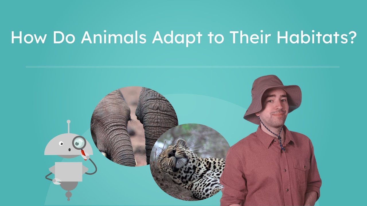 How Do Animals Adapt to Their Habitats? - Animal Adaptations in the Savanna