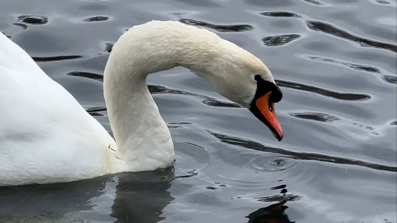Graceful Swan Swimming on a Quiet Lake | Peaceful Nature Ambience