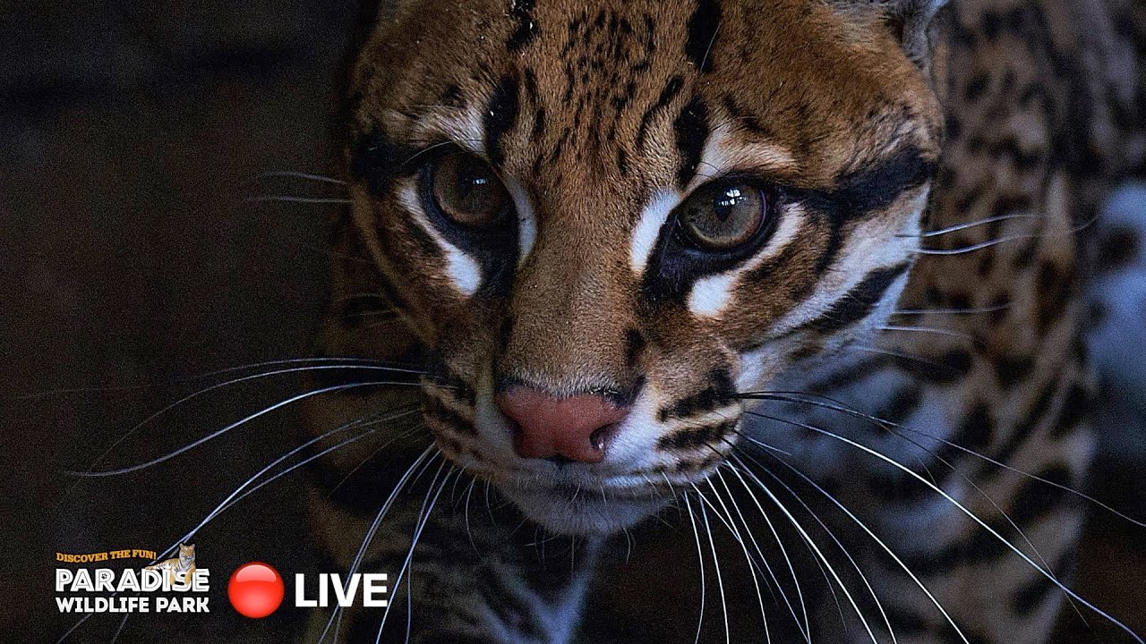 🔴 LIVE at the ZOO: Ocelot!