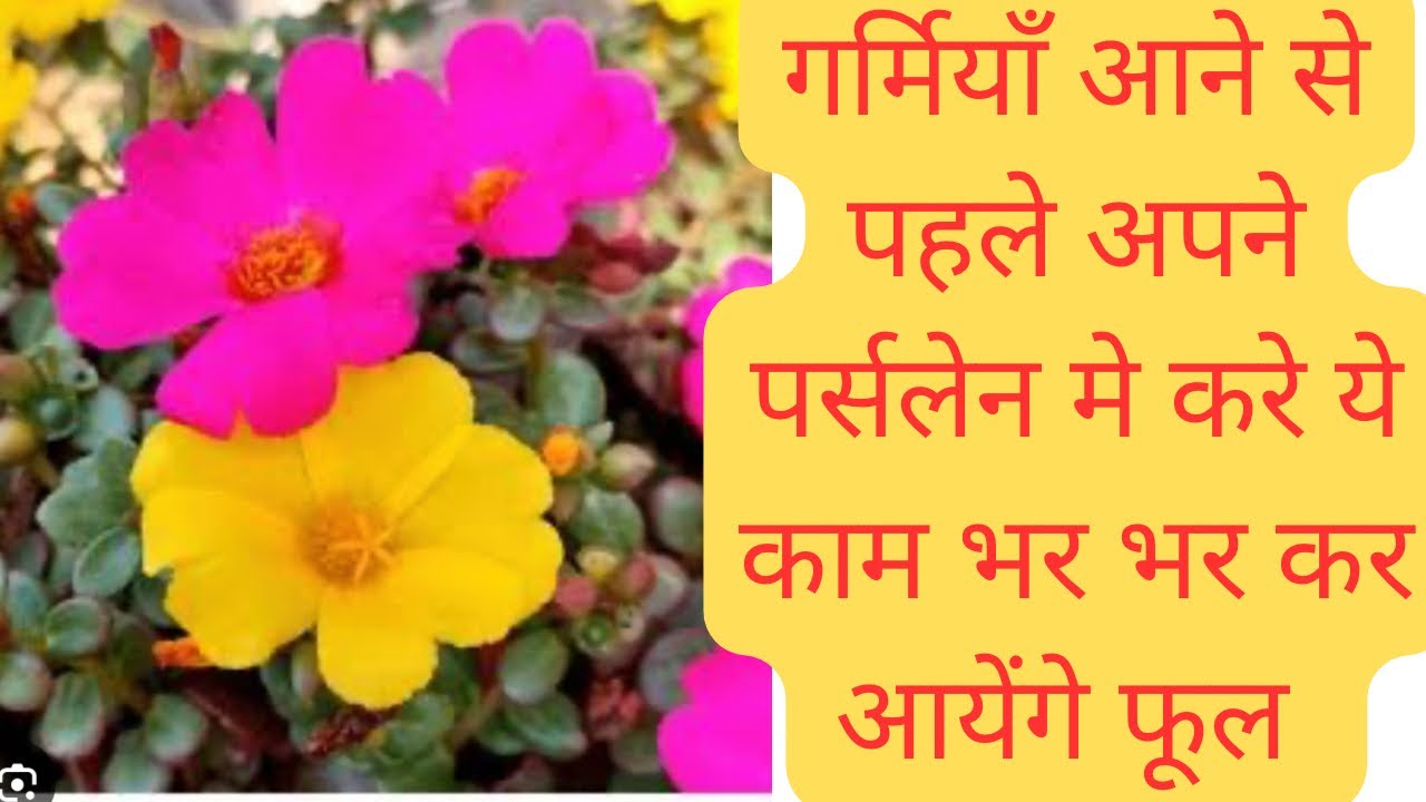 गर्मियाँ आने से पहले पर्सलेन मे करे ये काम भर भर कर आएँगे फूल/ parslane/ moss roses care in march 