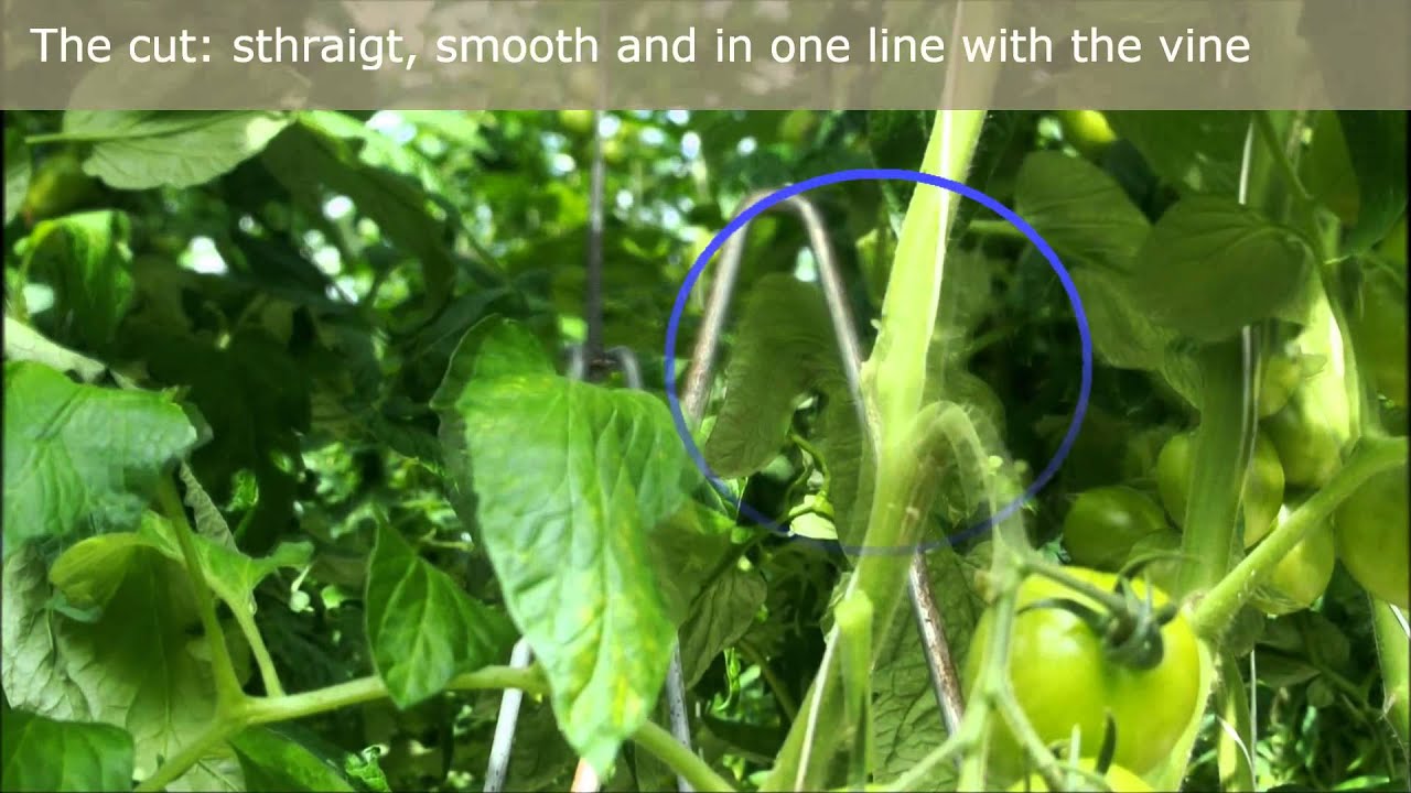 Bladsnijden in een tomatengewas