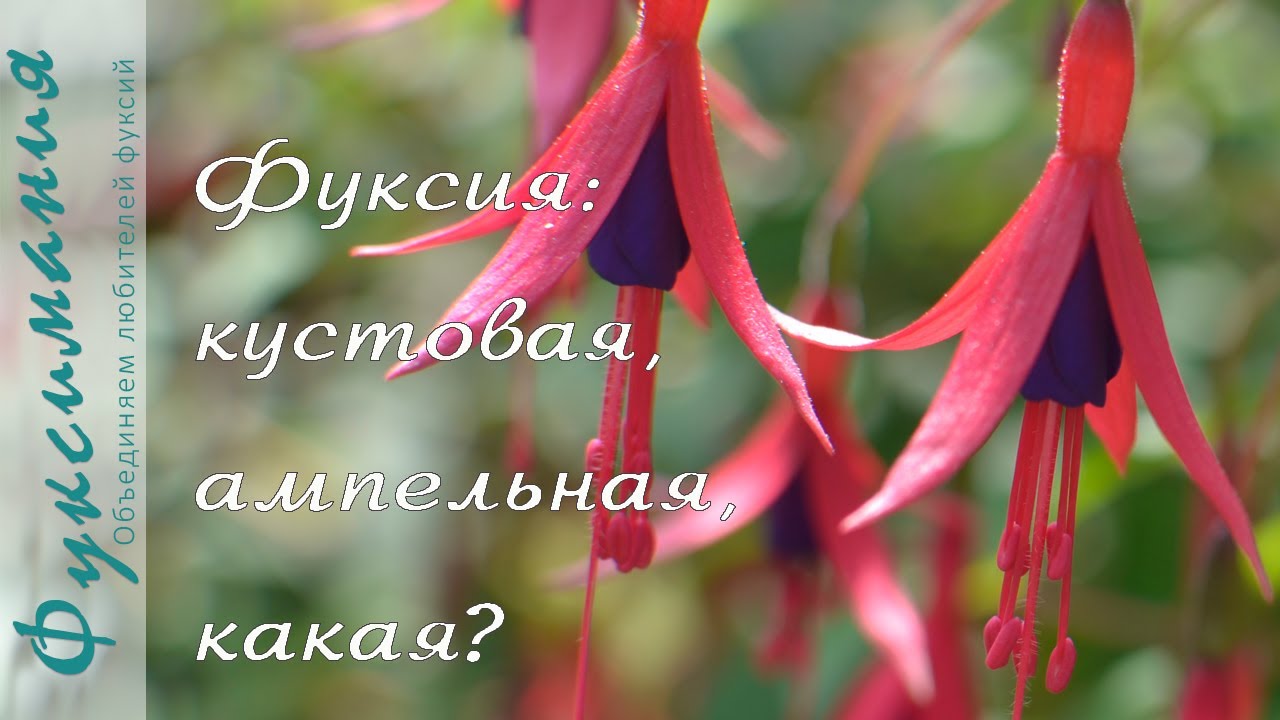 Фуксия: кустовая, ампельная, какая?