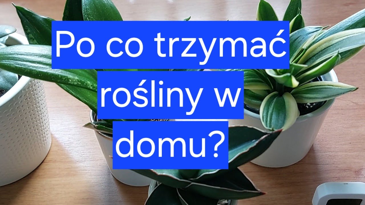 PO CO NAM ROŚLINY DONICZKOWE W DOMU? 🤔#roślinydoniczkowe #plants