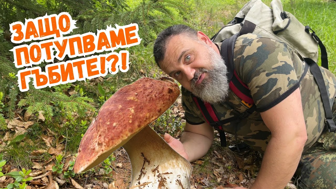 Що е то #мицел и има ли почва у нас?