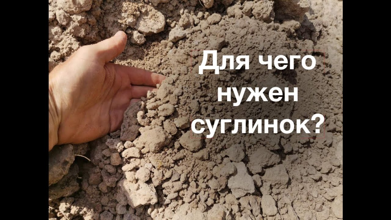 Как правильно вырастить хурму!
