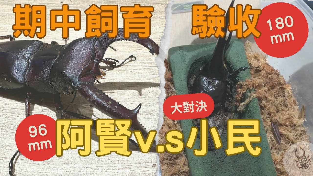 甲蟲飼育💥期中成果驗收｜對決小幫手Part 1｜羽化不全篇😱【收穫季 】