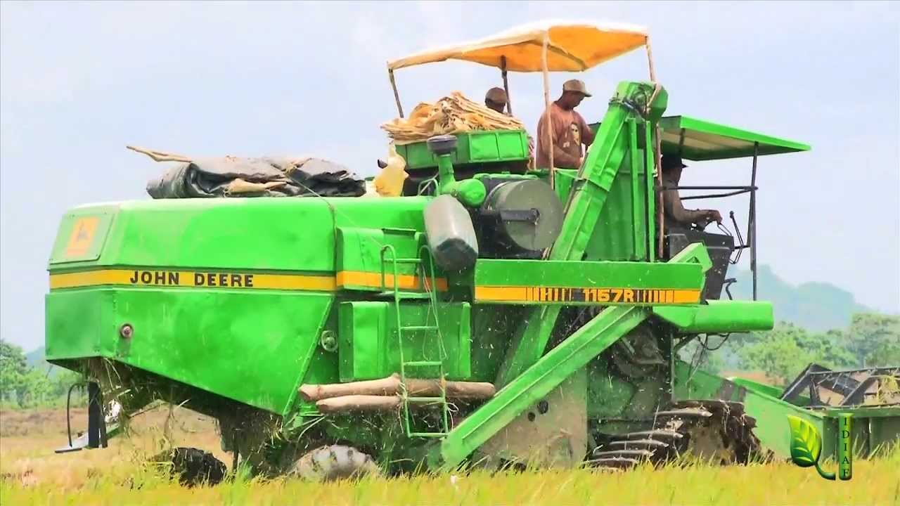 IDIAF. Testimonios parceleros sobre variedad arroz Juma 67 Bajo Yuna, República Dominicana