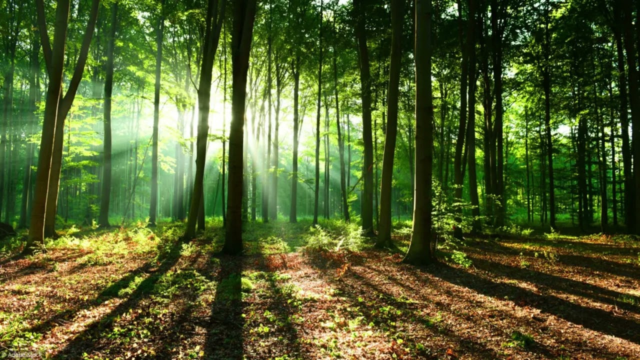 UN BOUT DE CHEMIN EN FORET -   STUDIO MUSIKAMIKE -  COPYRIGHT  MICHEL RIVAUX