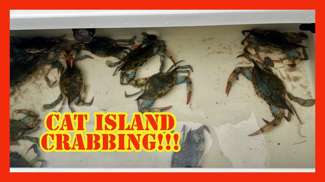 Catching BLUE CRABS on CAT ISLAND!! (Delicious!!)