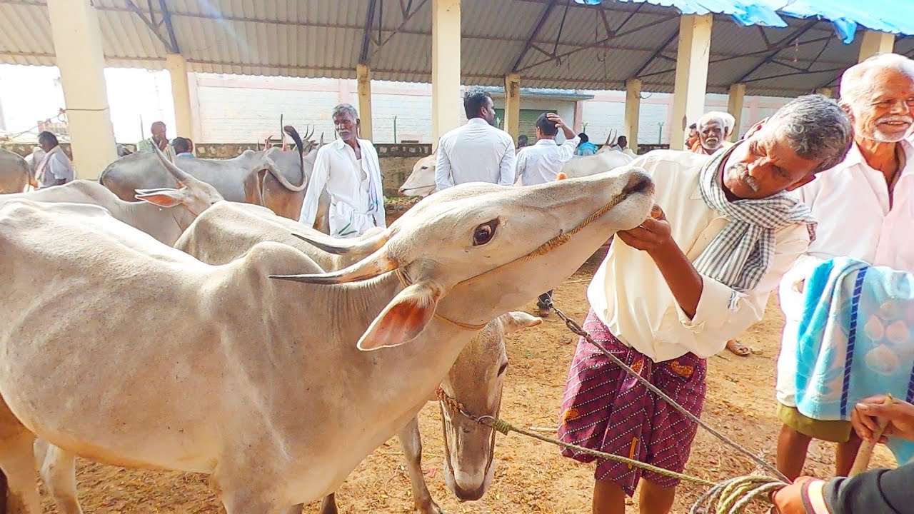 ಚಿಂತಾಮಣಿ ಜಾನುವಾರು ಸಂತೆ - ಪ್ರತಿ ಭಾನುವಾರ