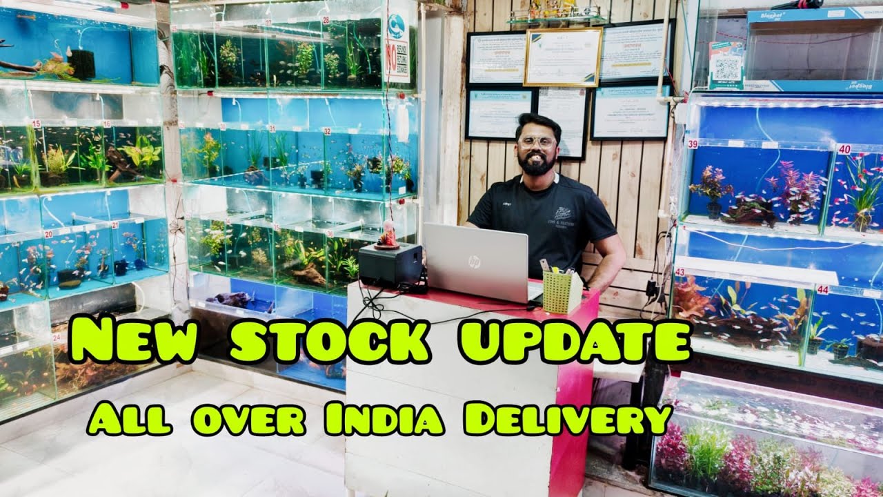Huge New Aquarium Stock Arrival 🐠🌿 | Rare Fish & Live Aquatic Plants Collection at Fins And Feathers
