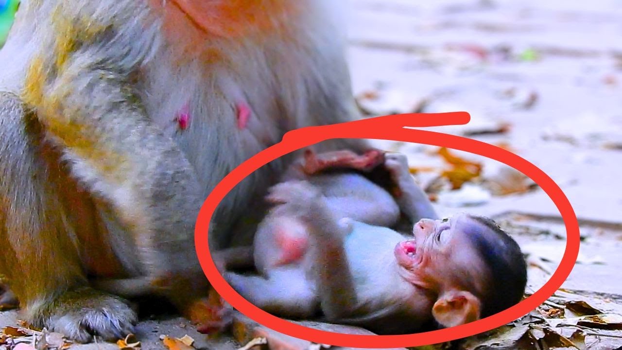 Pitiful Baby Monkey Brair Crying Sei-zure Hungry & Sleepy...|Nature Of Monkey..|Wild Monkey