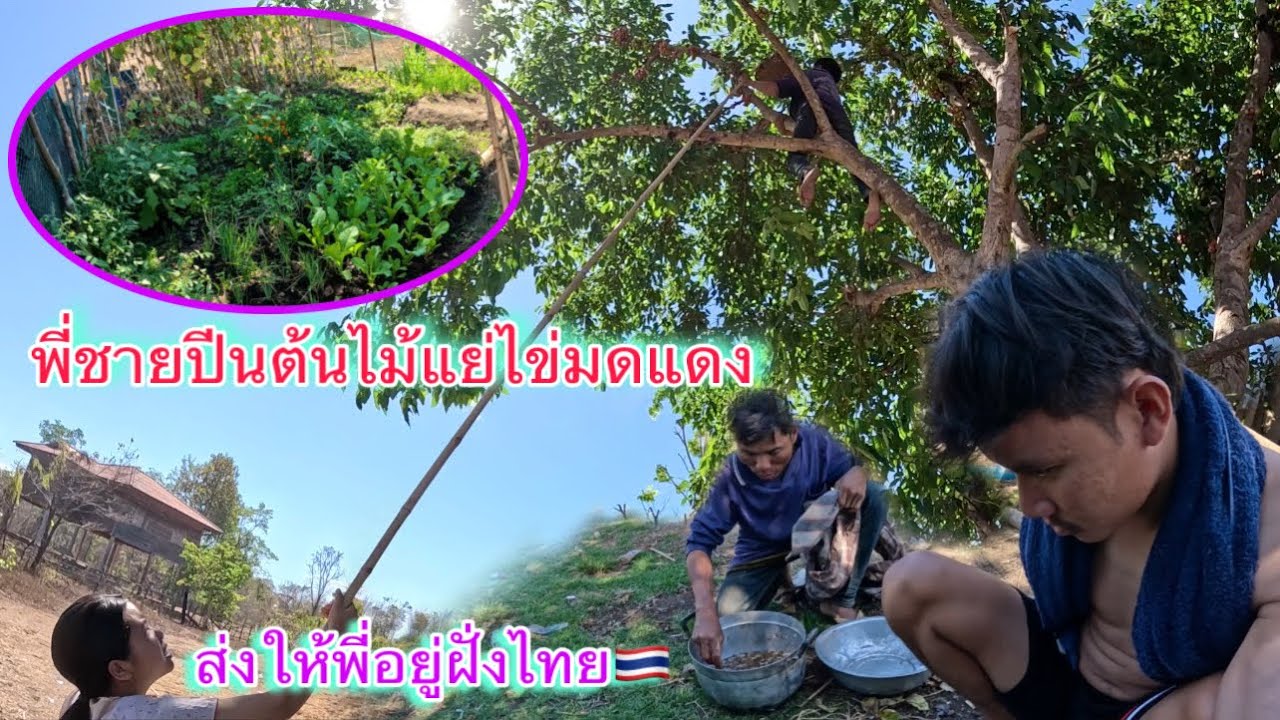 ถึงฤดูกาลแหย่ไข่มดแดง￼ รวบรวมของฝากส่งข้ามฝั่งไทยไปให้พี่ชายอีกคน￼