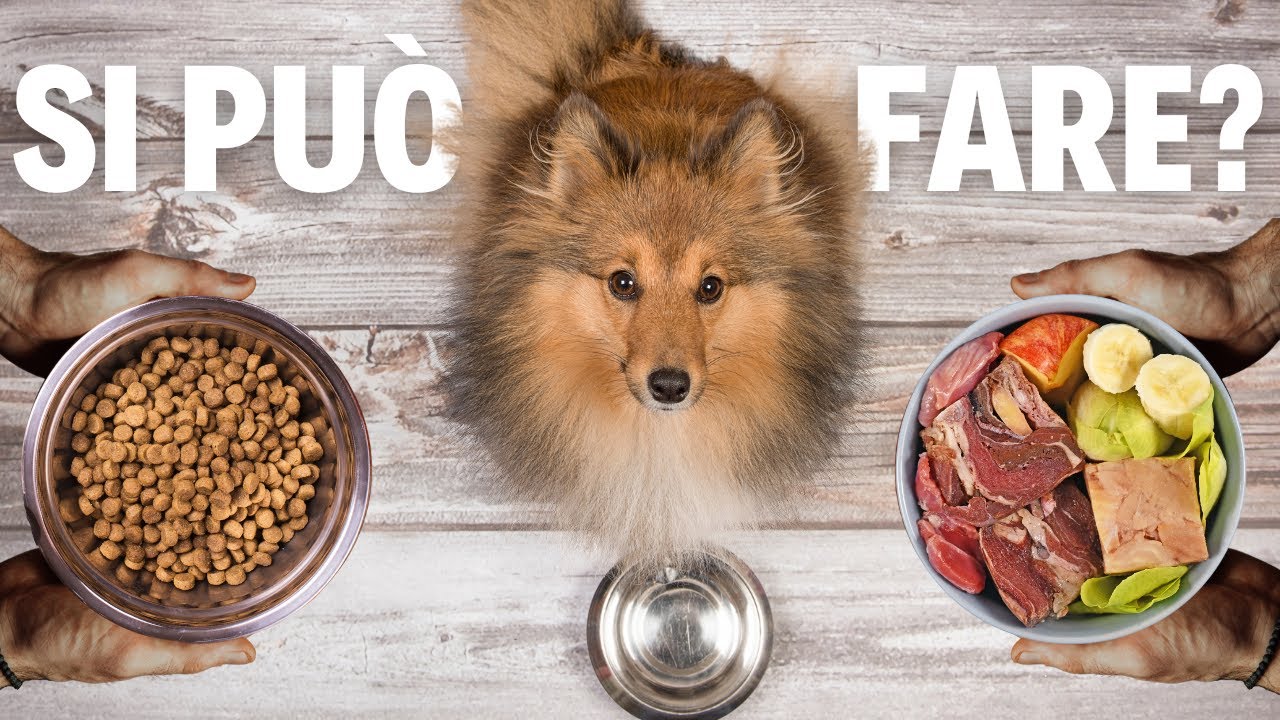 Dieta del cane mista: Scopri come alternare cibo naturale e industriale!
