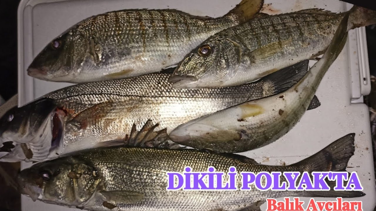 DİKİLİ POLYAKTA KIYIDAN LEVREK ve MIRMIR AVI