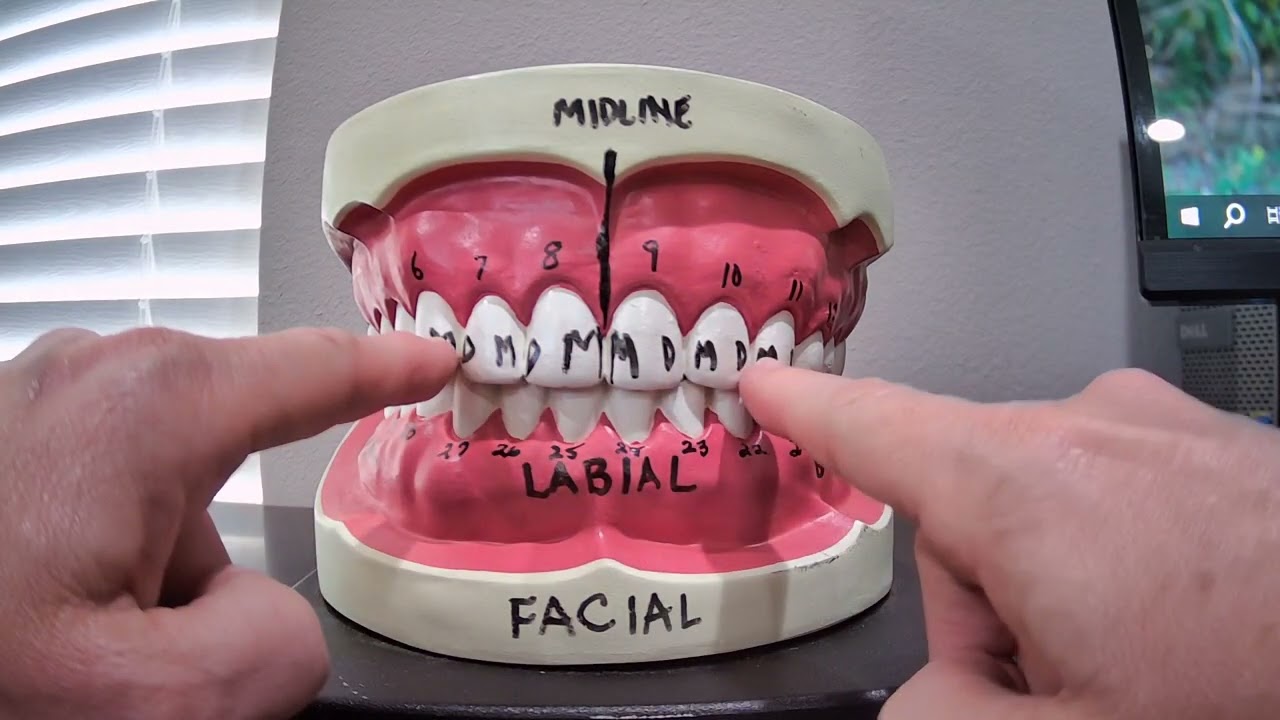 Dental Directional terminology
