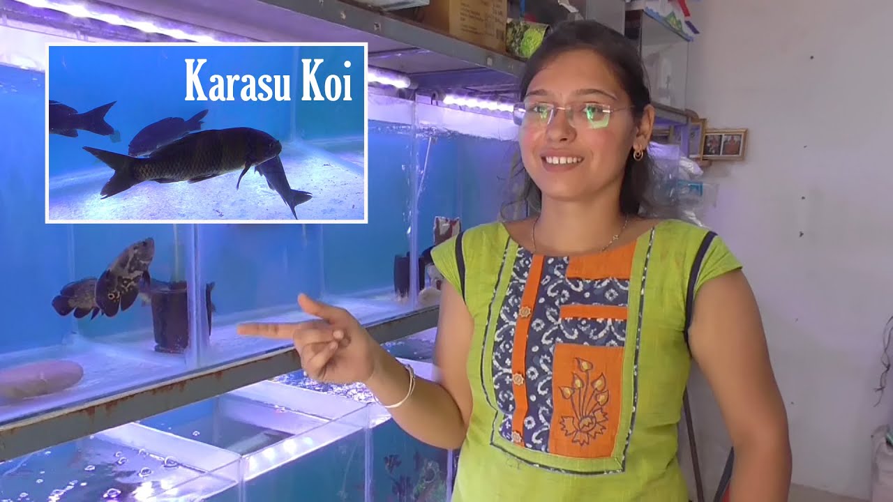 Jumbo Dark Inky Black Koi Fishes 🐠 | Karasu Koi | 🇮🇳