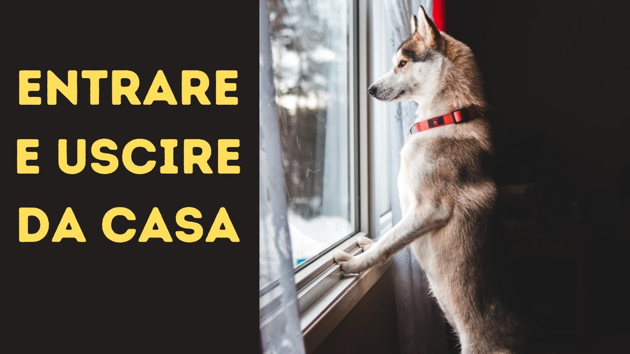 ENTRARE ED USCIRE DI CASA SENZA IL CANE - COME COMPORTARSI