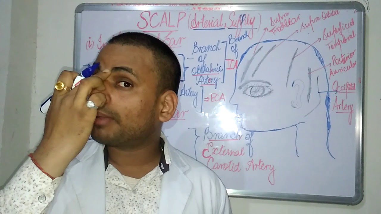 SCALP : Arterial Supply